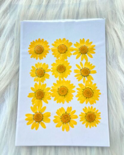 sunlight Daisy Pressed Dry Flower For Resin Art