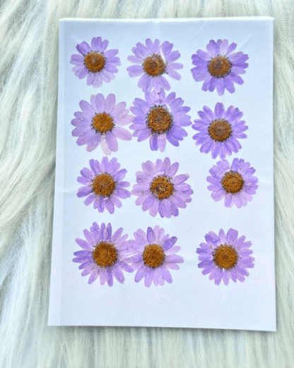 lavender Daisy Pressed Dry Flower For Resin Art