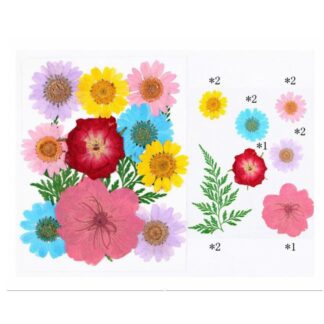 12 In 1 Pressed Flowers Fl024