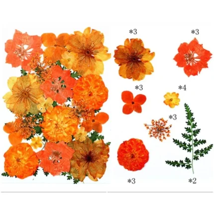 21 In 1 Pressed Flowers Fl179