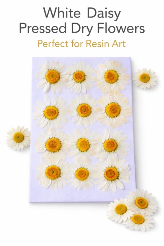 White Daisy Pressed Dry Flower for Resin Art