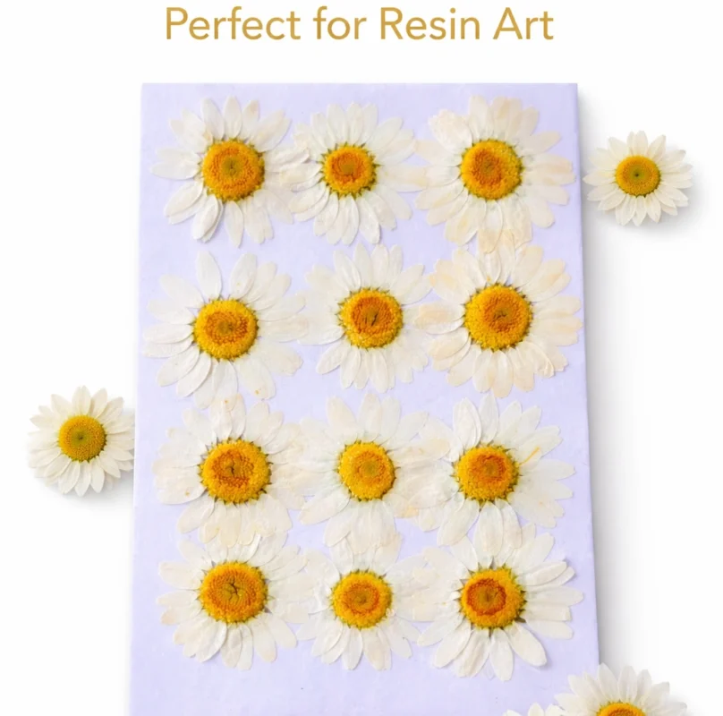 White Daisy Pressed Dry Flower for Resin Art