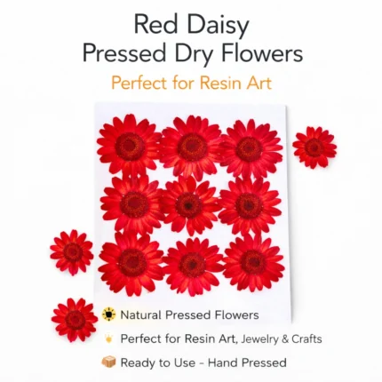 Maroon Daisy Pressed Dry Flower for Resin Art