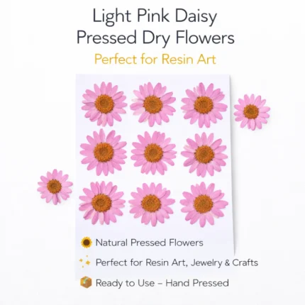 Light Pink Daisy Pressed Dry Flower for Resin Art