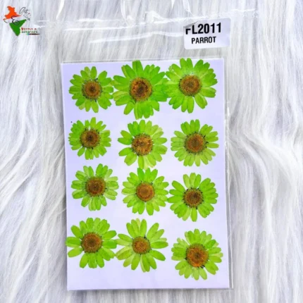 Parrot Daisy Pressed Dry Flower For Resin Art