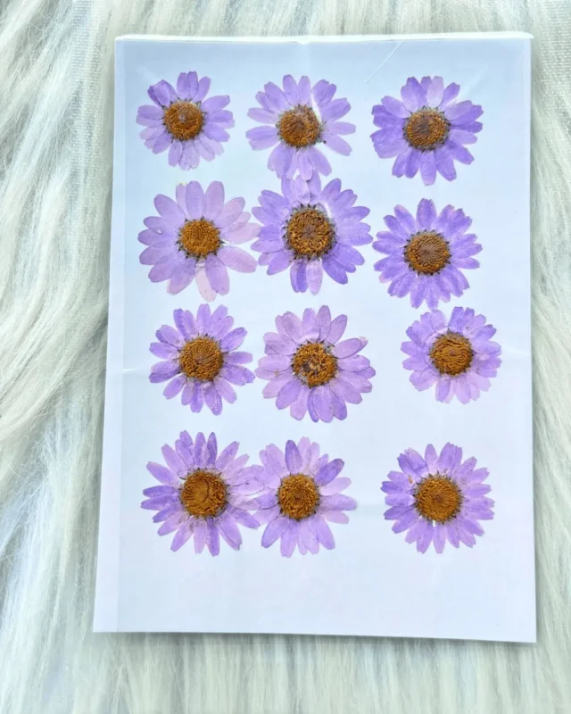 Lavender Daisy Pressed Dry Flower for Resin Art