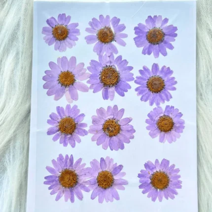 Lavender Daisy Pressed Dry Flower for Resin Art