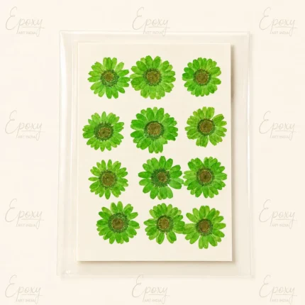 Light Green Pressed Flower for Resin Art