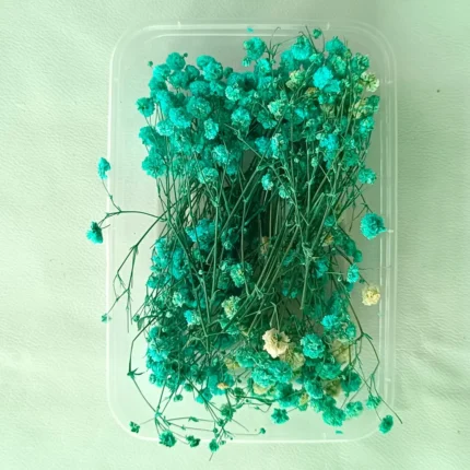 Sea Green Gipsy Dry Flower Box for Resin Art