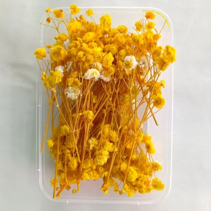 Yellow Gipsy Dry Flower Box for Resin Art