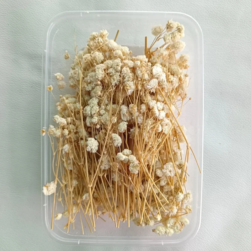 White 2 Gipsy Dry Flower Box for Resin Art