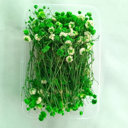 Green Gipsy Dry Flower Box for Resin Art