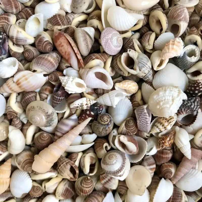 Mixed Small Sea Shells for Resin Art & Crafts | Natural Mini Seashells for DIY