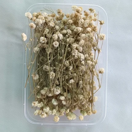 White Gipsy Dry Flower Box for Resin Art