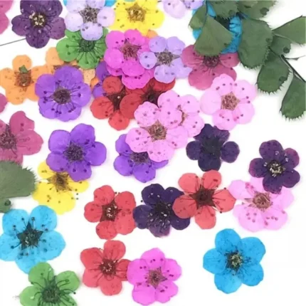 Plum Blossom Natural Pressed Flower Mixed Colour