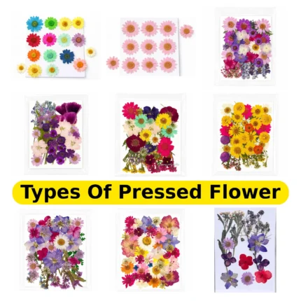 Types of Pressed Flowers